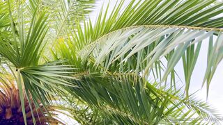 O.K OF - Hells Paradise